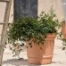 Pot Camelia
